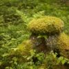Boreal Mix - Image 4