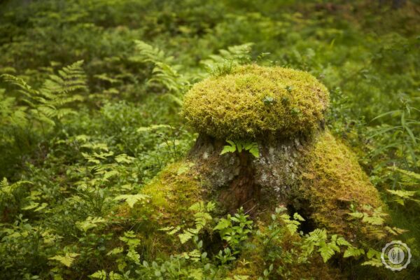 Boreal Mix - Image 4