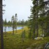 Boreal Mix - Image 3