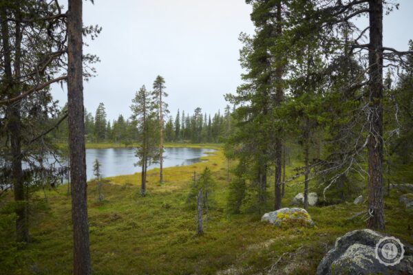 Boreal Mix - Image 3