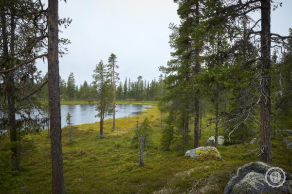 Boreal Mix - Image 3